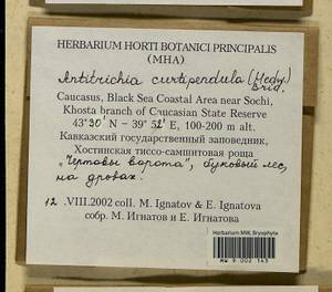 Antitrichia curtipendula (Hedw.) Brid., Гербарий мохообразных, Мхи - Северный Кавказ и Предкавказье (B12) (Россия)