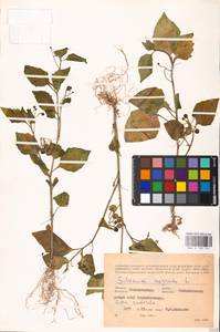 MHA 0 158 754, Паслен черный L., Восточная Европа, Средневолжский район (E8) (Россия)