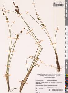 Осока кругловатая Wahlenb., Сибирь, Якутия (S5) (Россия)