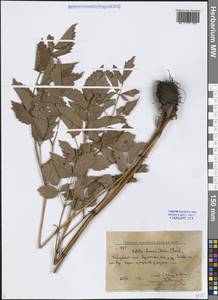 Astilbe rubra Hook.fil. & Thomson, Сибирь, Дальний Восток (S6) (Россия)