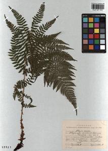 Pseudathyrium alpestre subsp. alpestre, Сибирь, Алтай и Саяны (S2) (Россия)