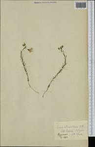 Linum perenne subsp. extraaxillare (Kit.) Nyman, Западная Европа (EUR) (Румыния)