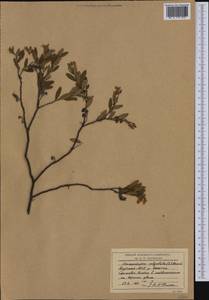 Хамедафна обыкновенная, Болотный мирт (L.) Moench, Сибирь, Якутия (S5) (Россия)