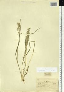 Sibirotrisetum sibiricum (Rupr.) Barberá, Сибирь, Чукотка и Камчатка (S7) (Россия)