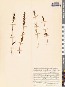 Любка комарниковая (L.f.) Lindl., Сибирь, Чукотка и Камчатка (S7) (Россия)