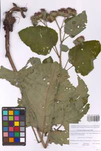 Лопух паутинистый Mill., Восточная Европа, Московская область и Москва (E4a) (Россия)