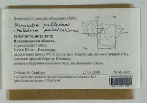Ptilidium pulcherrimum (Weber) Vain., Гербарий мохообразных, Мхи - Центральное Нечерноземье (B6) (Россия)