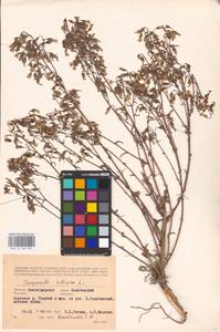 Колокольчик сибирский L., Восточная Европа, Нижневолжский район (E9) (Россия)