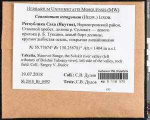 Conostomum tetragonum (Hedw.) Lindb., Гербарий мохообразных, Мхи - Якутия (B19) (Россия)