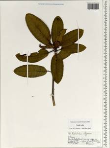Rhododendron arboreum subsp. nilagiricum (Zenker) Tagg, Зарубежная Азия (ASIA) (Индия)