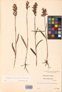 Dactylorhiza majalis subsp. lapponica (Laest. ex Hartm.) H.Sund., Восточная Европа, Эстония (E2c) (Эстония)