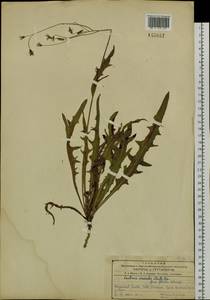 Ixeris chinensis subsp. versicolor (Fisch. ex Link) Kitam., Сибирь, Дальний Восток (S6) (Россия)
