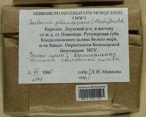Saelania glaucescens (Hedw.) Broth., Гербарий мохообразных, Мхи - Карелия, Ленинградская и Мурманская области (B4) (Россия)