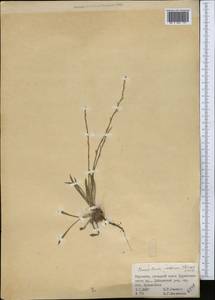 Acantholimon setiferum Bunge, Средняя Азия и Казахстан, Памир и Памиро-Алай (M2) (Киргизия)