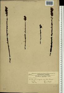 Подъельник обыкновенный Crantz, Сибирь, Дальний Восток (S6) (Россия)