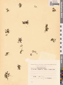 Ряска трехдольная L., Сибирь, Якутия (S5) (Россия)