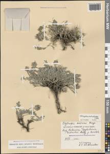 Астрагал эспарцетовидный M.Bieb., Кавказ, Дагестан (K2) (Россия)