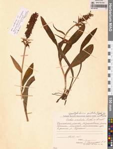 Пальчатокоренник остистый (Fisch. ex Lindl.) Soó, Сибирь, Чукотка и Камчатка (S7) (Россия)