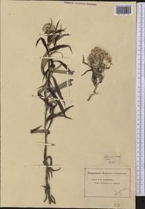 Анафалис жемчужный (L.) Benth., Америка (AMER) (США)