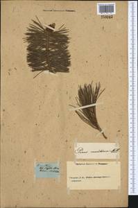 Pinus halepensis Mill., Западная Европа (EUR)