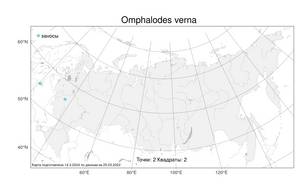 Omphalodes verna Moench, Атлас флоры России (FLORUS) (Россия)