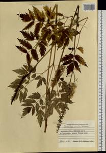 Клопогон простой (DC.) Wormsk. ex Fisch. & C.A.Mey., Сибирь, Дальний Восток (S6) (Россия)