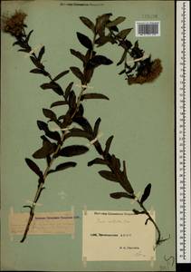 Pentanema asperum (Poir.) G.V.Boiko & Korniy., Кавказ, Дагестан (K2) (Россия)