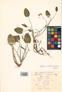 Кальдезия белозоролистная (L.) Parl., Сибирь, Дальний Восток (S6) (Россия)