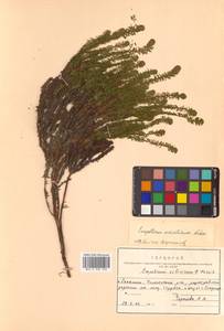 Водяника черная, Шикша черная L., Сибирь, Дальний Восток (S6) (Россия)