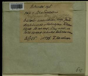 Hylocomium splendens (Hedw.) Schimp., Гербарий мохообразных, Мхи - Пермский край, Удмуртия, Свердловская и Кировская области (B8) (Россия)