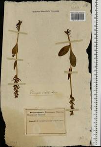 Пололепестник зеленый (L.) R.M.Bateman, Pridgeon & M.W.Chase, Восточная Европа, Северный район (E1) (Россия)