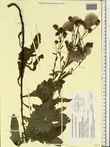 Cirsium arvense var. integrifolium Wimm. & Grab., Восточная Европа, Центральный район (E4) (Россия)