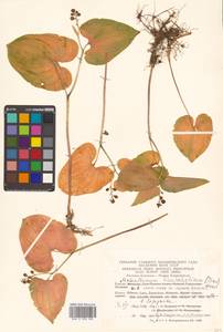 Майник широколистный (Alph.Wood) A.Nelson & J.F.Macbr., Сибирь, Чукотка и Камчатка (S7) (Россия)