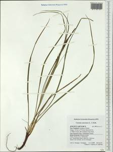 Carex uncinata L.f., Австралия и Океания (AUSTR) (Новая Зеландия)