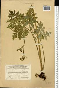 Hansenia mongolica Turcz., Сибирь, Алтай и Саяны (S2) (Россия)