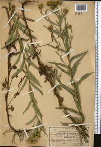 Pentanema salicinum subsp. asperum (Poir.) Mosyakin, Средняя Азия и Казахстан, Западный Тянь-Шань и Каратау (M3) (Казахстан)