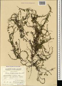 Thymus ladjanuricus Kem.-Nath., Кавказ, Грузия (K4) (Грузия)