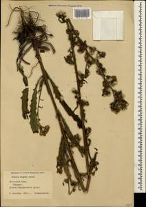 Picris hieracioides subsp. hieracioides, Крым (KRYM) (Россия)