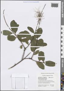 Скумпия кожевенная Scop., Кавказ, Черноморское побережье (от Новороссийска до Адлера) (K3) (Россия)