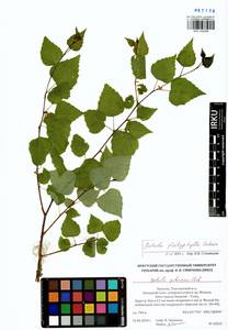 Betula pendula subsp. mandshurica (Regel) Ashburner & McAll., Сибирь, Алтай и Саяны (S2) (Россия)
