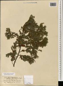 Juniperus formosana Hayata, Зарубежная Азия (ASIA) (КНР)