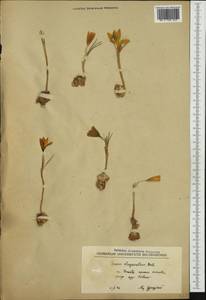Crocus chrysanthus (Herb.) Herb., Западная Европа (EUR) (Северная Македония)