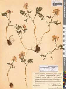 Хохлатка магаданская A.P.Khokhr., Сибирь, Чукотка и Камчатка (S7) (Россия)