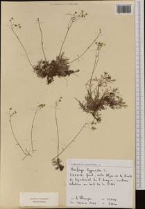 Saxifraga hypnoides L., Западная Европа (EUR) (Франция)