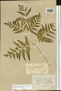 Pteridium aquilinum subsp. japonicum (Nakai) Á. Löve & D. Löve, Сибирь, Западная Сибирь (S1) (Россия)