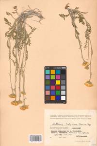 Archanthemis trotzkiana (Claus ex Bunge) Lo Presti & Oberpr., Восточная Европа, Нижневолжский район (E9) (Россия)