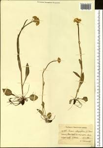 Пепельник цельнолистный (L.) Holub, Сибирь, Чукотка и Камчатка (S7) (Россия)