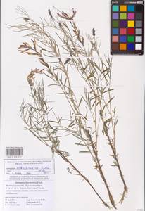 Astragalus astrachanicus Sytin & Laktionov, Восточная Европа, Нижневолжский район (E9) (Россия)