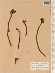 Sterculia setigera Delile, Африка (AFR) (Мали)