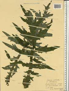 Cirsium ×hybridum W. D. J. Koch ex DC., Восточная Европа, Западный район (E3) (Россия)